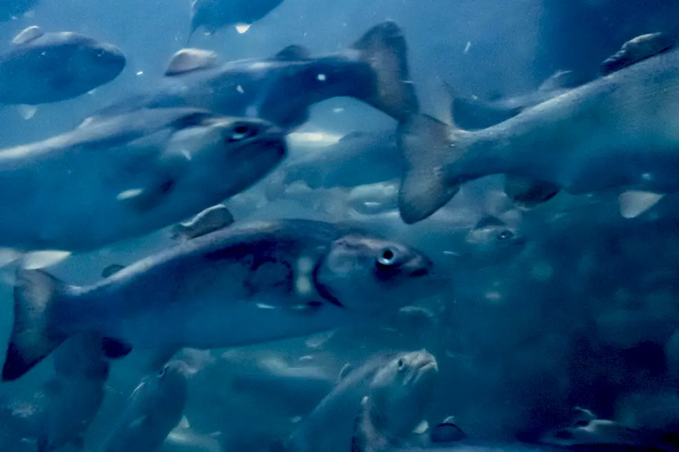 循環式陸上養殖事業 天然水サーモン